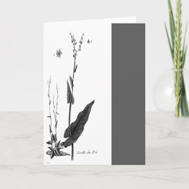 Oseille des Prés Kort (Framsida)