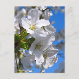 Oshima Cherry Blommars [vykort] Vykort