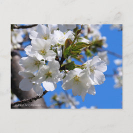 Oshima Cherry Blommars [vykort] Vykort