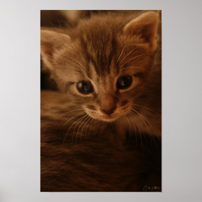 Oskuld Poster (Framsidan)