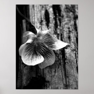 Oskuld Poster