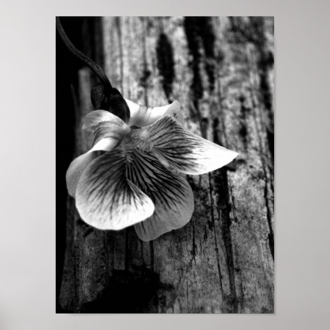 Oskuld Poster (Framsidan)