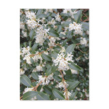 Osmanthus Burkwoodii i park vykort