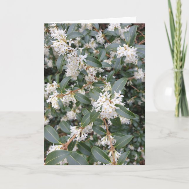 Osmanthus Burkwoodii i Parkkort Kort (Framsida)