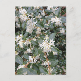 Osmanthus Burkwoodii in Park Postcard Vykort
