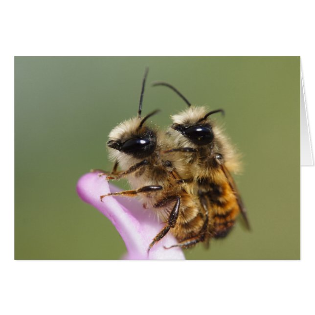 Osmia bicornis hälsningskort (Framsidan Horizontal)