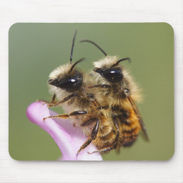 Osmia bicornis musmatta (Framsidan)