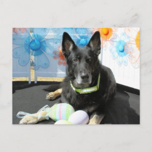 Oso - Tyska shepherd -4 Vykort