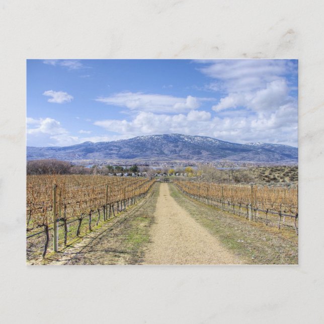 Osoyoos Vineyard-vy Vykort (Framsida)