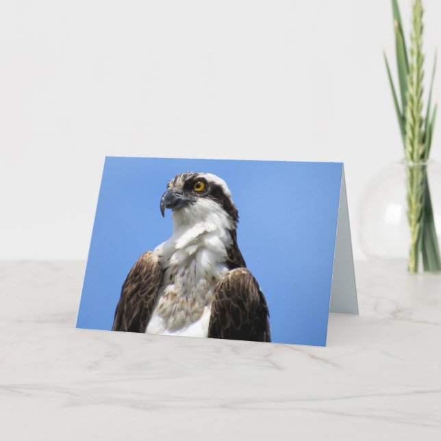 Osprey (4964) kort (Framsida)