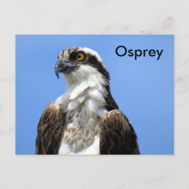 Osprey (4964) Learning Postcard Vykort