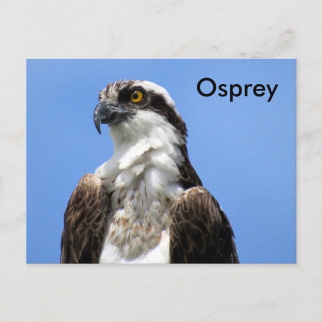 Osprey (4964) Learning Postcard Vykort (Framsida)