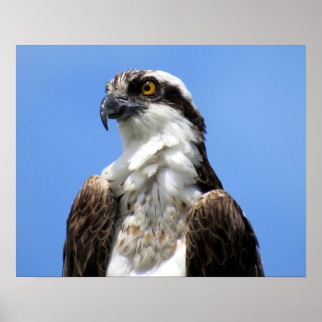 Osprey (4964) Poster (Framsidan)