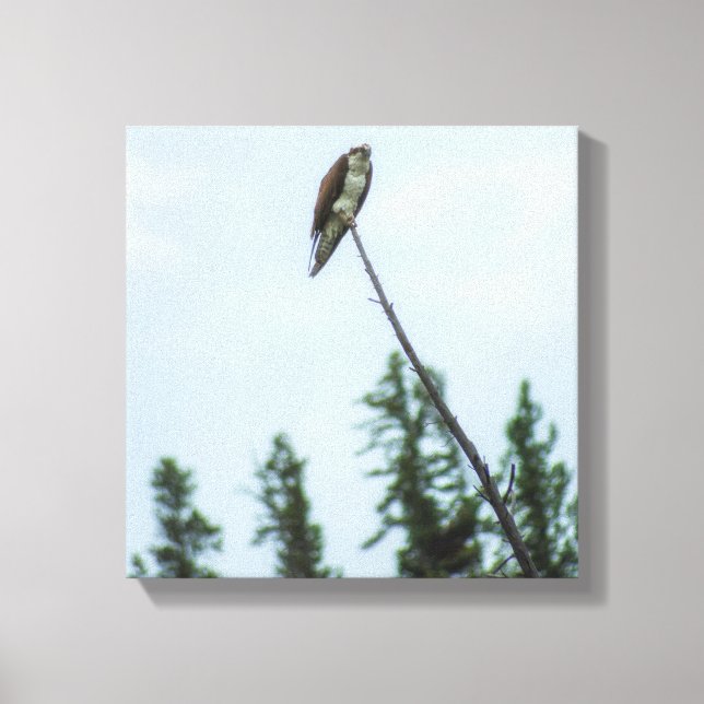 Osprey 9028 canvastryck (Framsida)