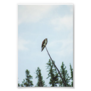 Osprey 9028 fototryck
