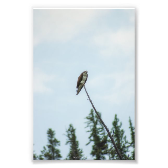 Osprey 9028 fototryck (Framsidan)