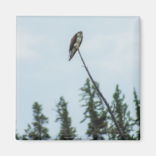 Osprey 9028 magnet (Framsidan)