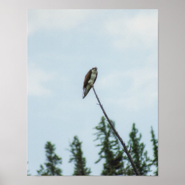 Osprey 9028 poster (Framsidan)