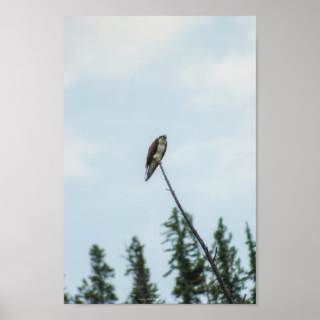 Osprey 9028 poster (Framsidan)