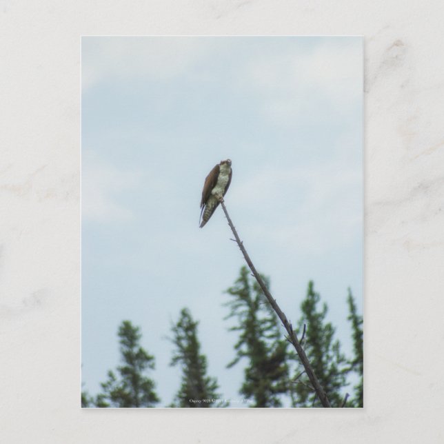 Osprey 9028 vykort (Framsida)