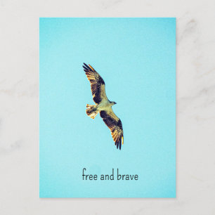 Osprey art helg vykort