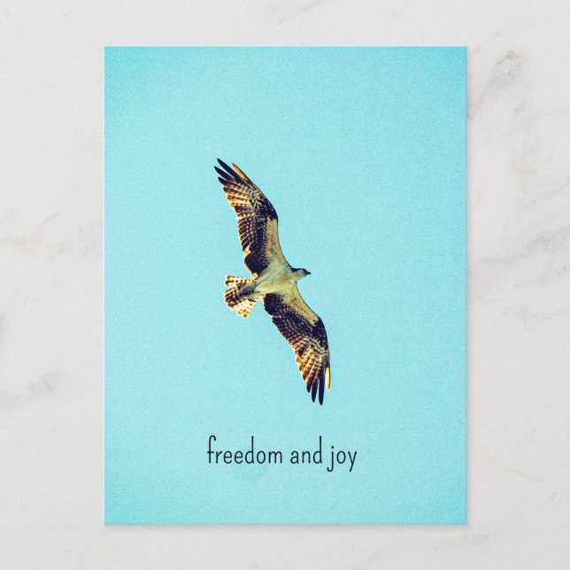 Osprey art vykort (Framsida)