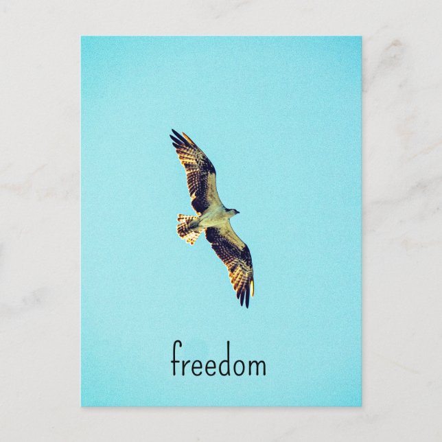 Osprey art vykort (Framsida)