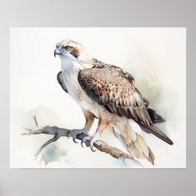 Osprey Bird Art Print Poster (Framsidan)