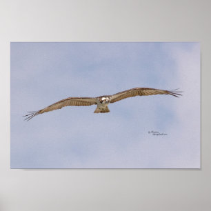 Osprey Bird Flies Poster