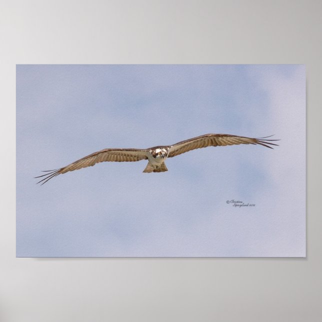 Osprey Bird Flies Poster (Framsidan)