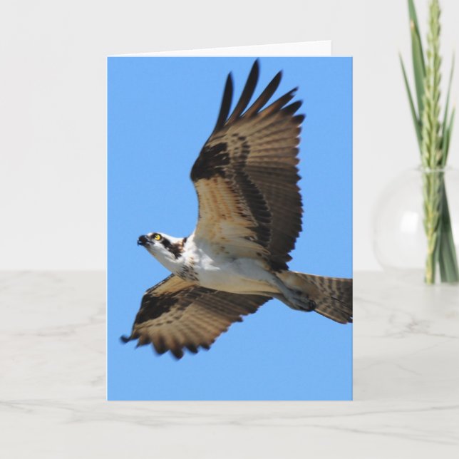 Osprey Bird Greeting Card Kort (Framsida)