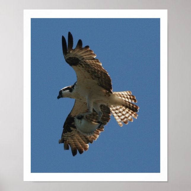 Osprey Bird & Halibut Fish Print Poster (Framsidan)