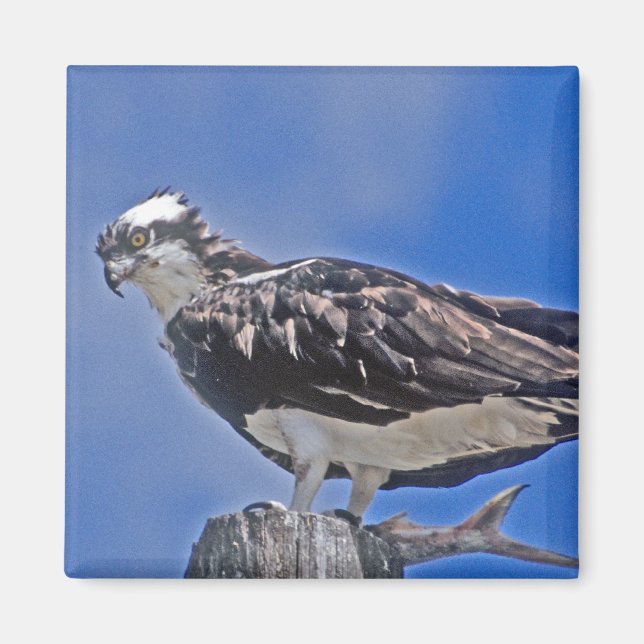 Osprey Bird Magnet (Framsidan)