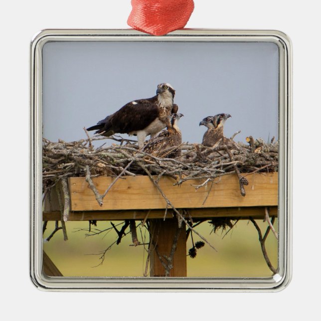 Osprey Bird Nest Ornament (Framsidan)