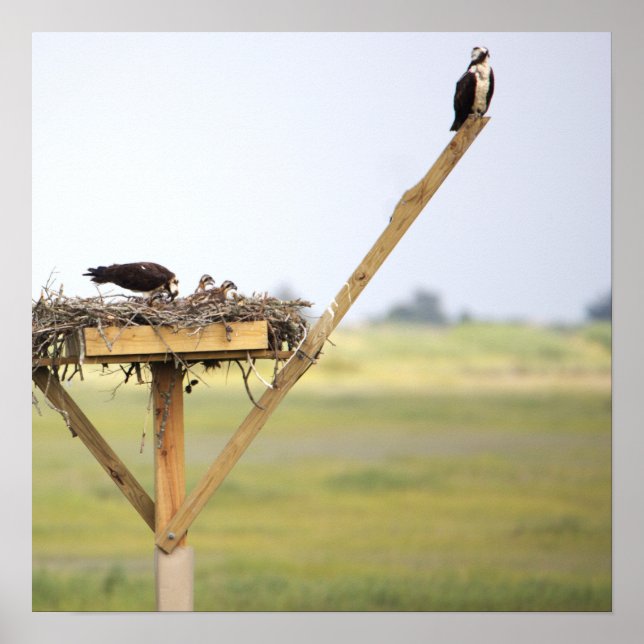 Osprey Bird Nest Poster (Framsidan)