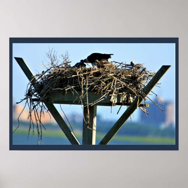 Osprey Bird Nest Poster (Framsidan)