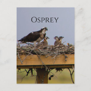 Osprey Bird Nest-vykort Vykort