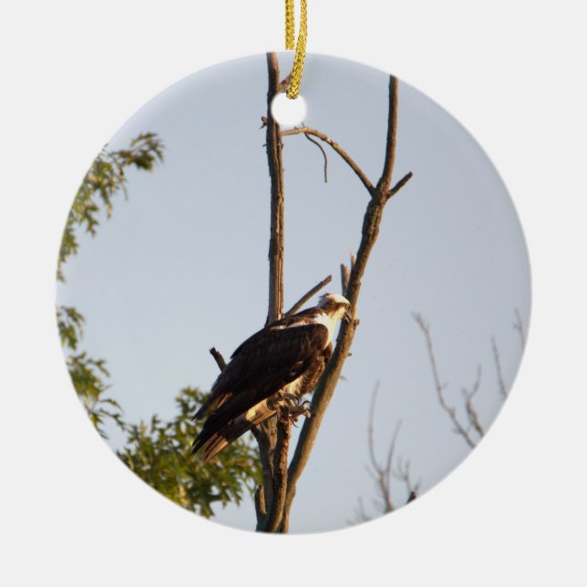 Osprey Bird Ornament (Framsidan)