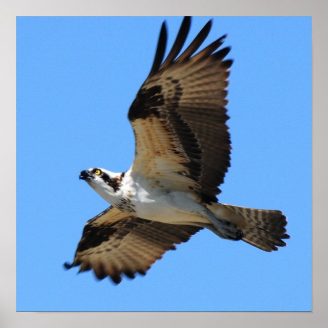 Osprey Bird Poster (Framsidan)