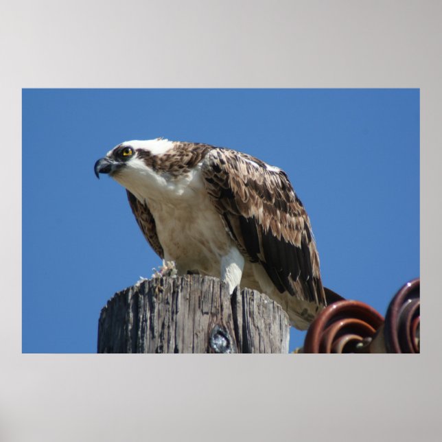 Osprey Bird Print Poster (Framsidan)