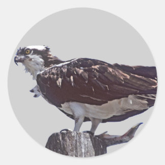 Osprey Bird Runt Klistermärke