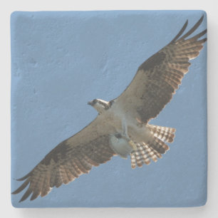 Osprey Bird Wildlife Fish Stone Underlägg