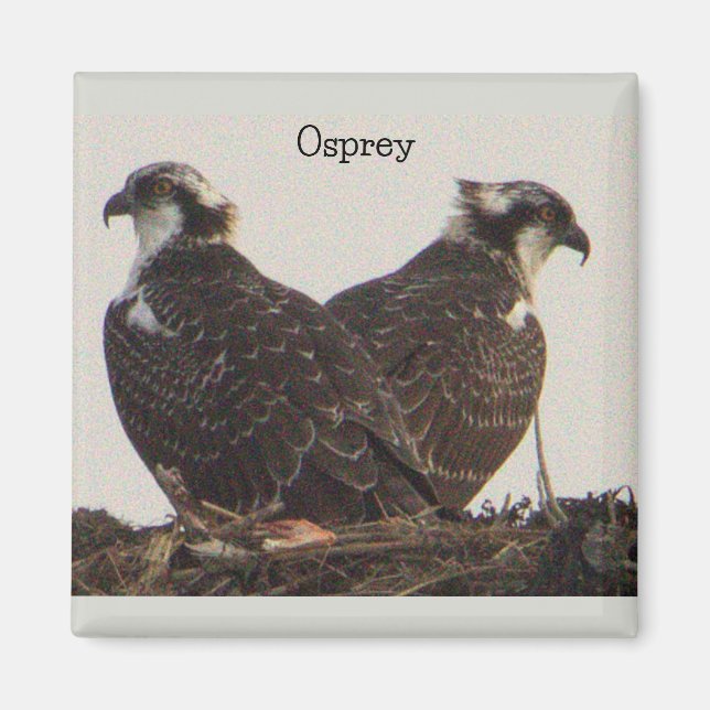 Osprey Birds i Nest Magnet (Framsidan)