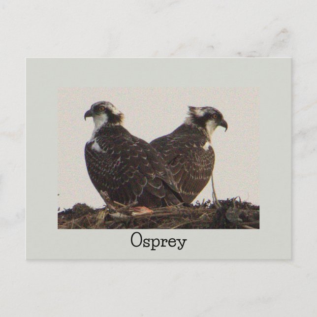 Osprey Birds in Nest Postcard Vykort (Framsida)