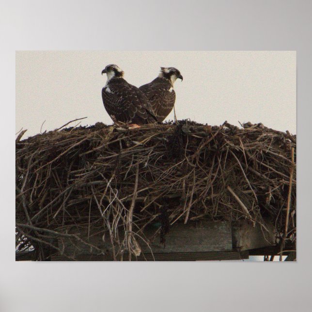 Osprey Birds in Nest Poster (Framsidan)