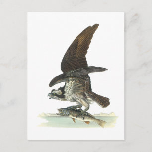 Osprey by Audubon Vykort