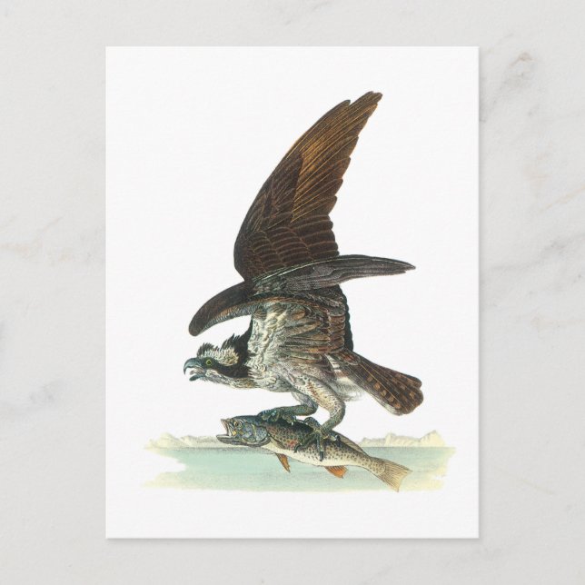 Osprey by Audubon Vykort (Framsida)