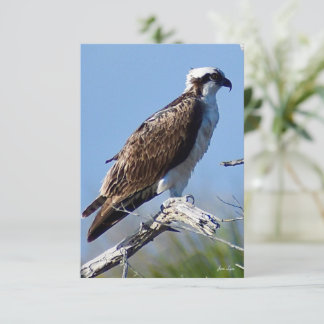 Osprey Card Nature notes card Tack Kort