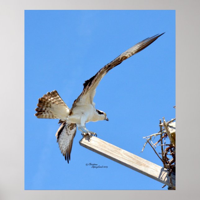 Osprey eller Hawk stretched vingar Poster eller sk (Framsidan)