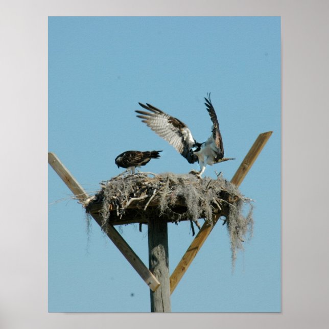 Osprey-fågelfamiljen Poster (Framsidan)